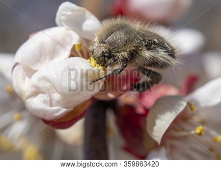 Tropinota Hirta, A Beetle Pest That Feeds On Buds And Flowers Of Plants And Thus Destroys The Yield.