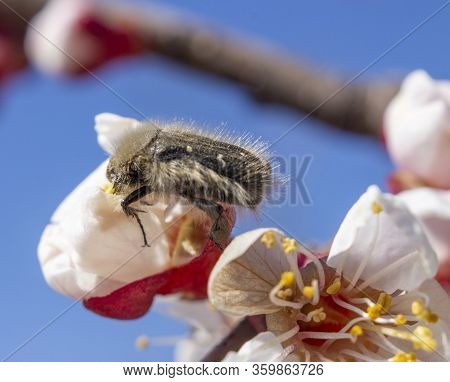 Tropinota Hirta, A Pest That Destroys The Flowering Plants, Feeds On Flowers And Buds Of Plants, Bee