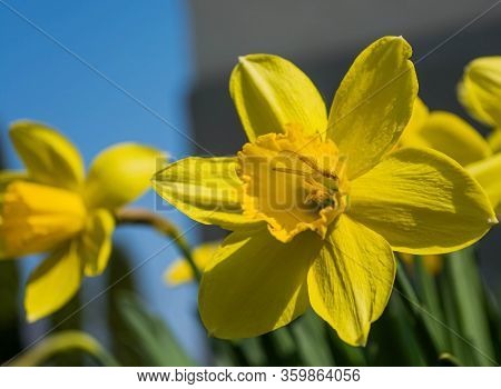 Spring, A Blooming Yellow Daffodil On Which An Insect Sits - An Ordinary Lacewing, Chrysoperla Carne