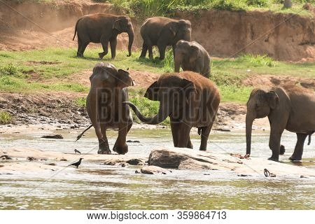 Pinnawala Elephant Orphanage Is An Orphanage, Nursery And Captive Breeding Ground For Wild Asian Ele