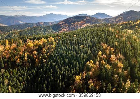 Aerial View Of Autumn Mountain Landscape With Evergreen Pine Trees And Yellow Fall Forest With Mages