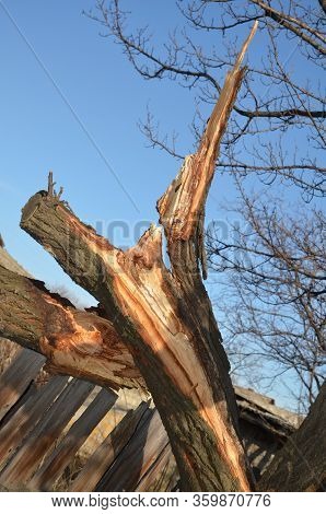 Broken Apricot Tree Trunk With A Passing Urogan.