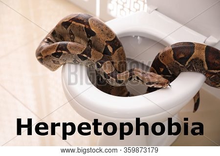 Brown Boa Constrictor On Toilet Bowl In Bathroom. Herpetophobia Concept