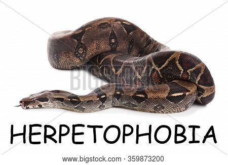 Brown Boa Constrictor On White Background. Herpetophobia Concept