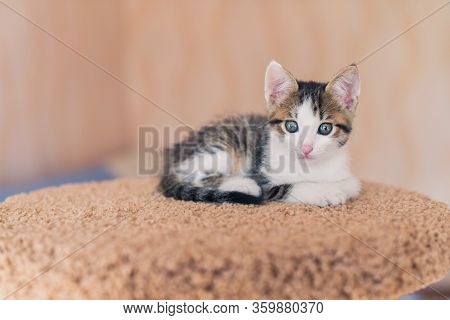 A Little Pretty Kitten Cat Is Laying On A Beige Plaid. Eyes Focus. Cats At Home Concept. Toxoplasmos