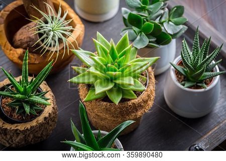 Collection of succulent plants for home deco. Gardening idea for stone garten.