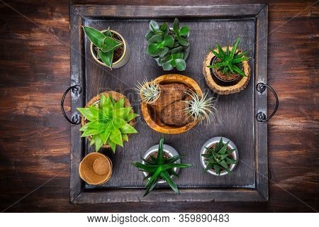Collection of succulent plants for home deco. Gardening idea for stone garten.