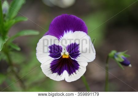 Pansies White And Purple, Small Flowers In The Park
