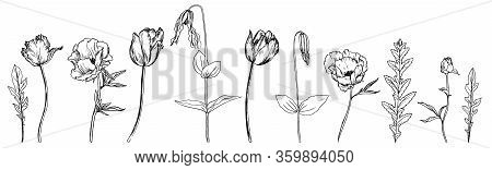 Vector Drawing Flowers, Plants And Grass, Set Of Floral Elements, Hand Drawn Illustration