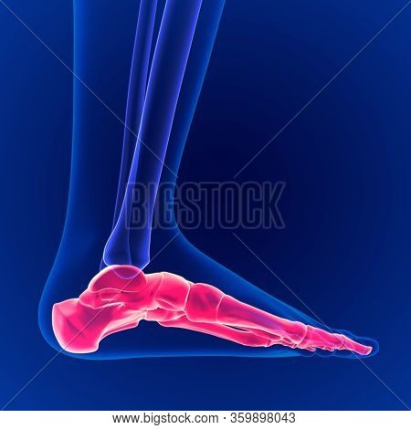 3d Illustration Human Skeleton Foot Bones Anatomy