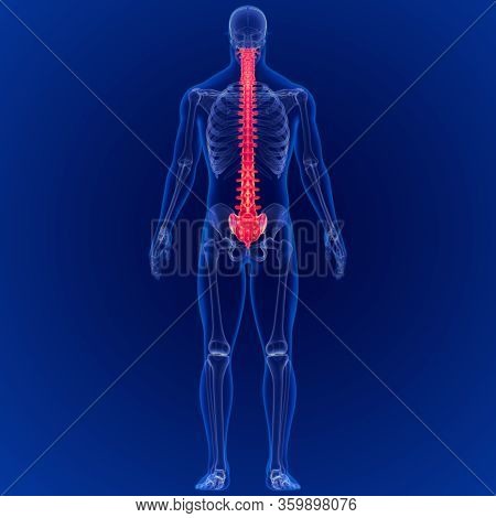3d Illustration Human Skeleton Vertebral Column Anatomy