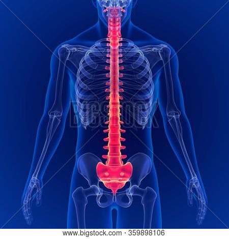 3d Illustration Human Skeleton Vertebral Column Anatomy