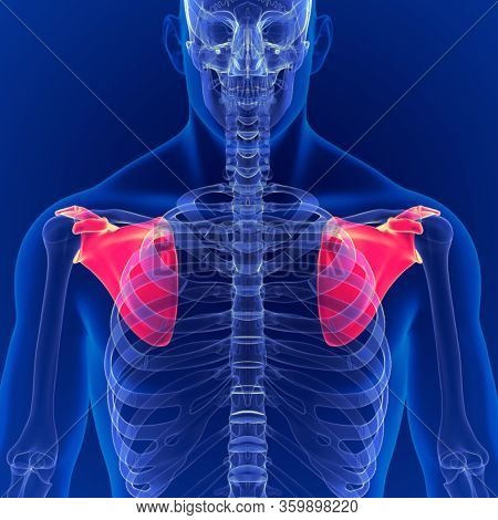 Human Skeleton System Scapula Bone Anatomy 3d Illustration