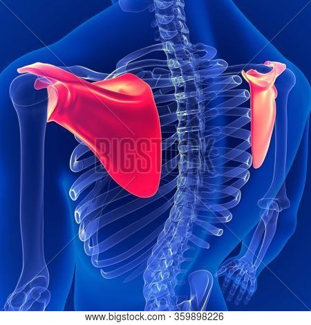 Human Skeleton System Scapula Bone Anatomy 3d Illustration