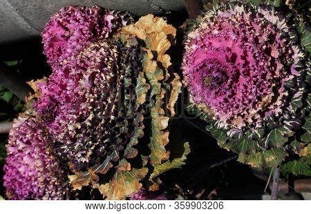 Brassica Oleracea Var. Acephala F. Tricolor. Cabbage Flower In The Flowerbed. Purple Cabbage Flower.