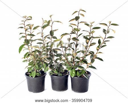Young Seedling Of Eleagnus In Front Of White Background