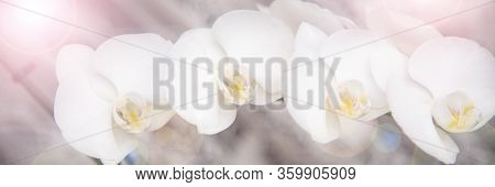 Vintage Color Orchids In Soft Color And Blur Style