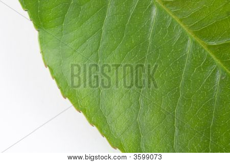 Textur von einem grünen Blatt