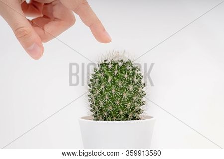 A Green Cactus In A Pot With Large Thorns, A Finger Touches Sharp Thorns, A Prickly Plant,
