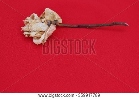 Old Rose Close Up. Withering Rose Isolated On 
Red. Beige Dried Rose With Place For Text. Autumn Flo