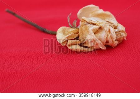 Old Rose Close Up. Withering Rose Isolated On \\nred. Beige Dried Rose With Place For Text. Autumn F