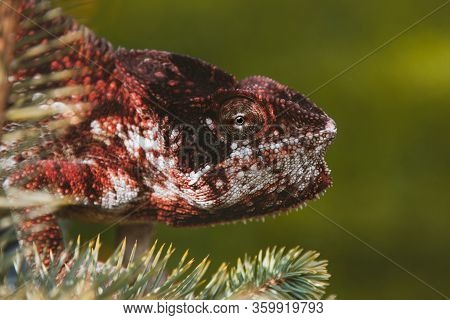 The Oustalets Or Malagasy Giant Chameleon On White