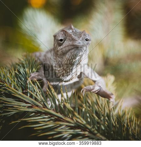 The Oustalets Or Malagasy Giant Chameleon On White
