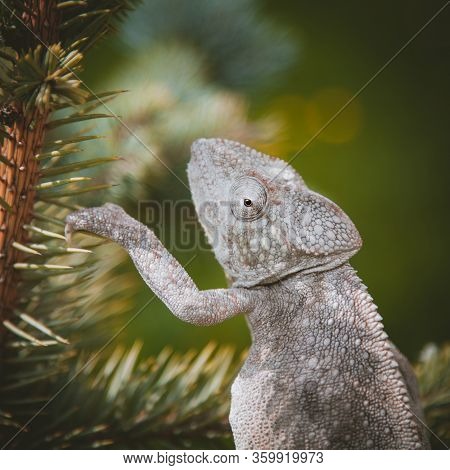 The Oustalets Or Malagasy Giant Chameleon On White