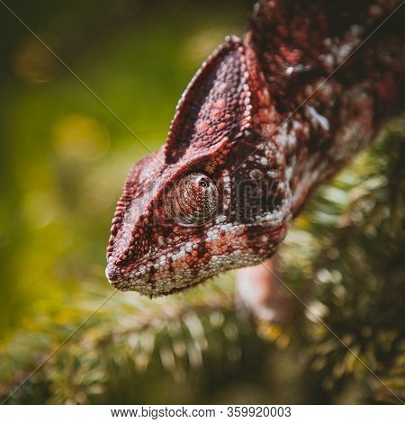 The Oustalets Or Malagasy Giant Chameleon On White