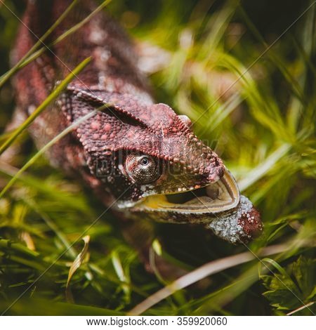 The Oustalets Or Malagasy Giant Chameleon On White