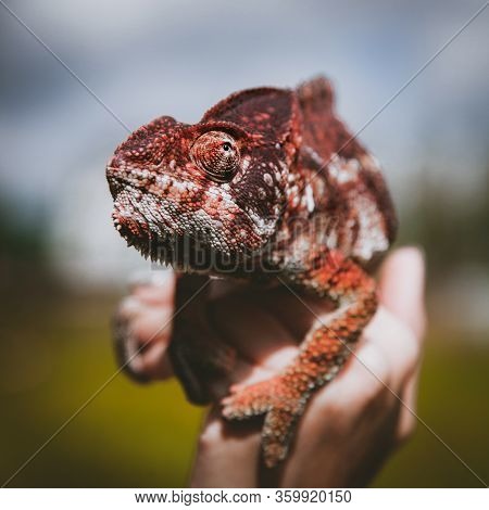 The Oustalets Or Malagasy Giant Chameleon On White