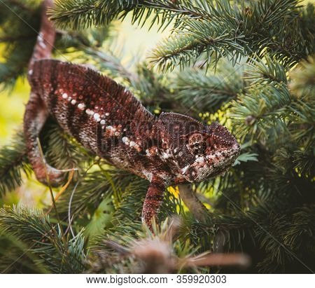 The Oustalets Or Malagasy Giant Chameleon On White