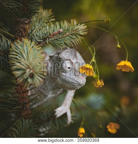 The Oustalets Or Malagasy Giant Chameleon On White