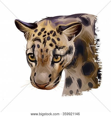 Sunda Clouded Leopard Watercolor Portrait Closeup. Neofelis Diardi Animal From Feline Mammals Family