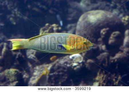 Parfish