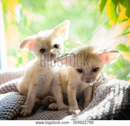 Two Fennec Fox Cubs With Luminious Background