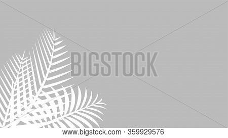 Coconut Leaf White On Grey Wall For Background, Palm Tree Leaves White Shadow, Floral Leaves Shadow 