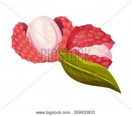Lychee Fruit With Sweet Flesh In Rough Red Skin Vector Illustration