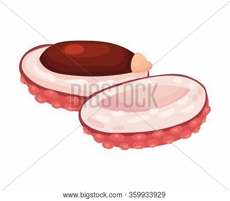 Lychee Fruit With Sweet Flesh And Brown Seed In Rough Red Skin Vector Illustration