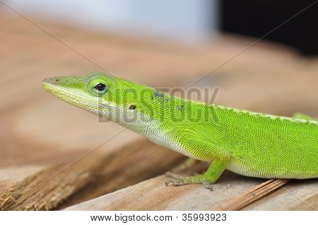 캐롤라이나 Anole 도마뱀