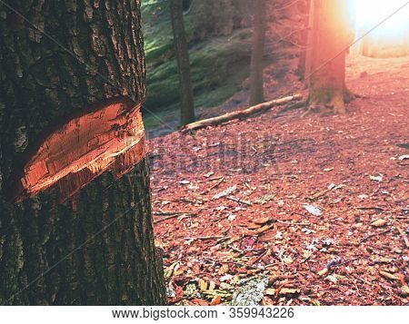 Fresh Notch Cut Into Young Oak Or Aspen Tree. Autumn Forest In Filtered Colors.