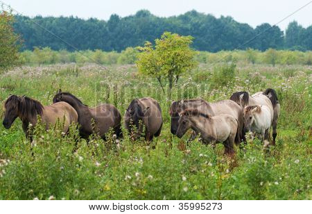 Cavalli konik nella natura in estate