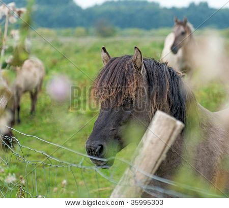 Cavalli konik nella natura in estate