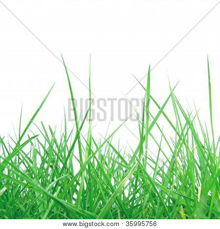 Grass meadow weed