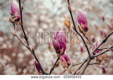 Purple Magnolia On Branches In The Park Flower