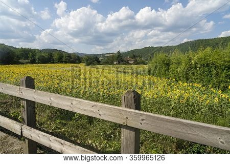 Summer Landscape Along The Road To Valico Scheggia, Arezzo, Tuscany, Italy