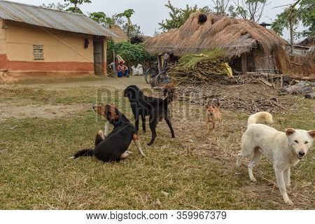 Dogs In Front Of A Traditional Rural House At Chitwan On Nepal