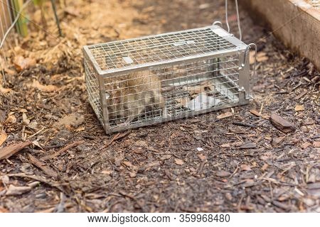 Large Rat Captured In Galvanized Steel Trap Cage Near Garden Bed In Texas, America