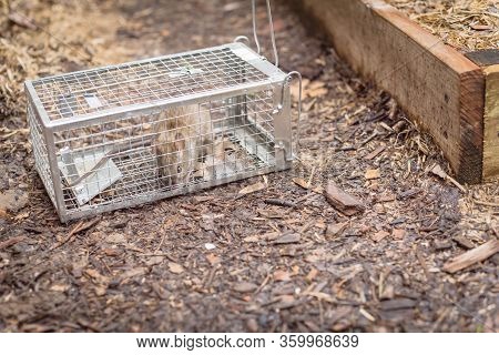 Large Rat Captured In Galvanized Steel Trap Cage Near Garden Bed In Texas, America