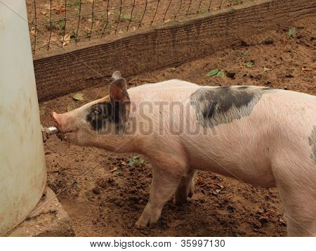 Schwein trinken von Wasser-Auslauf